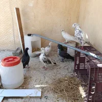کبوتر