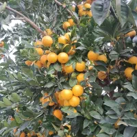 فروش پرتقال خونی وتامسون 2تن|خوردنی و آشامیدنی|بهنمیر, |دیوار