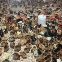 جوجه مرغ یک هفته ای|حیوانات مزرعه|سبزوار, قاضی زاد|دیوار