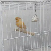 تعدادی قناری|پرنده|قزوین, |دیوار