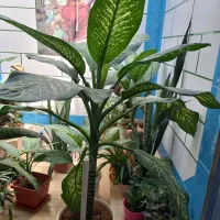 فروش گلهای دیفن