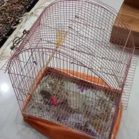 قفس عروس هلندی مرغ عشق و ‌...