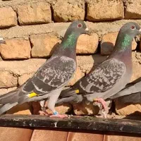 11 عدد کبوتر|پرنده|گرگان, |دیوار