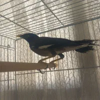 مینا کام سیاه