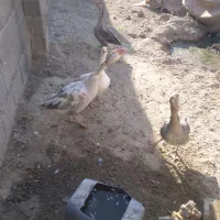 قاز نر و ماده