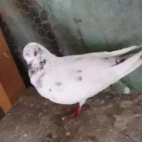 کبوتر‌پروازی|پرنده|رودسر, |دیوار