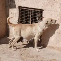 ماده عراقی پژدر سرابی