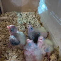 عروس هلندی جفت مولد