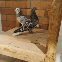 کبوتر سرور|پرنده|اردکان, |دیوار