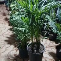 تعمیر گل وفروشش