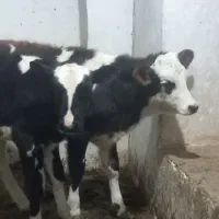 گوساله و گاوشیری