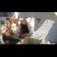 گوساله سیمینتال نر خالص