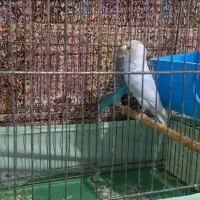 یک جفت مرغ عشق|پرنده|قم, نیروگاه|دیوار