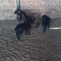 میش|حیوانات مزرعه|جوادآباد, |دیوار