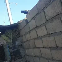 کفتر|پرنده|نصر آباد, |دیوار