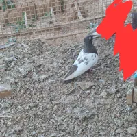 کفتر سینه قهوه ای