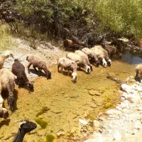 تعدادی بز به قیمت مناسب به فروش میرسد