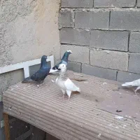 پرنده|پرنده|امیدیه, |دیوار