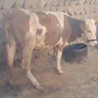 گاو و گوساله|حیوانات مزرعه|کرمانشاه, |دیوار