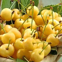 پیشفروش نهال نهال گیلاس زرد اورمیه|خدمات باغبانی و درختکاری|خسروشاه, |دیوار