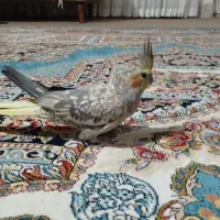 عروس هلندی ماده با دو دونه تخم
