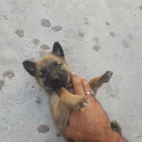 توله مالینویز