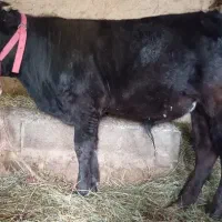 گوساله نر 8 ماهه