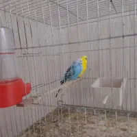 جفت مرغ عشق مولد