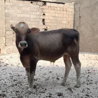 گوساله
