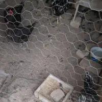 مرغ و خروس گلین لری