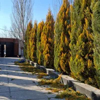 باغبانی هرس درخت گل ،چمن،سم پاشی،کودضمانت باغبان|خدمات باغبانی و درختکاری|کرج, گلشهر|دیوار