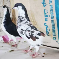کبوتر|پرنده|شیراز, کفترک|دیوار