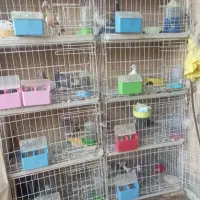 6عدد قفس جفتی،جفتگاه کبوتر دونه 500