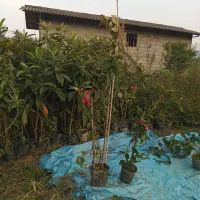 یاس هلندی وگل کاغذی|خدمات باغبانی و درختکاری|نشتارود, |دیوار