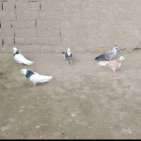 فروش پرنده