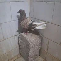 پرنده|پرنده|کارون, |دیوار