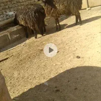 بره