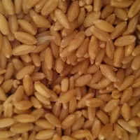 بذر گندم|عمدهفروشی|ارشق, |دیوار