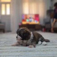 توله نژاد دار مالتیپو