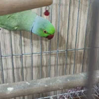 طوطی نر فروشی