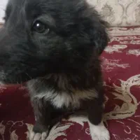 سگ سراب افغان