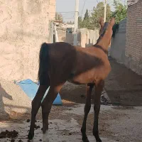 اسب|اسب و تجهیزات اسبسواری|بیضا, |دیوار