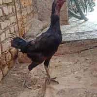 مرغ لاری