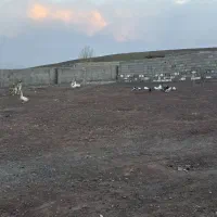 ۱۰۰۰متر حیاط