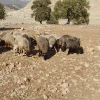 میش داشت|حیوانات مزرعه|دهدشت, |دیوار