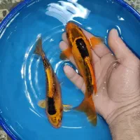 ماهی کوی خاص|ماهی|خمینی‌شهر, |دیوار