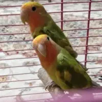 جفت کوتوله جوانه رنگ خاص. فروش. معاوضه