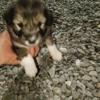 توله سگ ماده