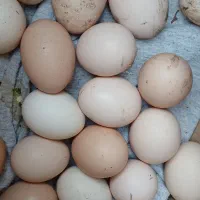 تخم مرغ نطفه دار