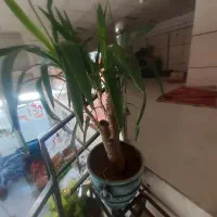گل یوکا